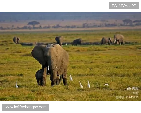 安博真人：详细介绍安博真人平台的优势与特色